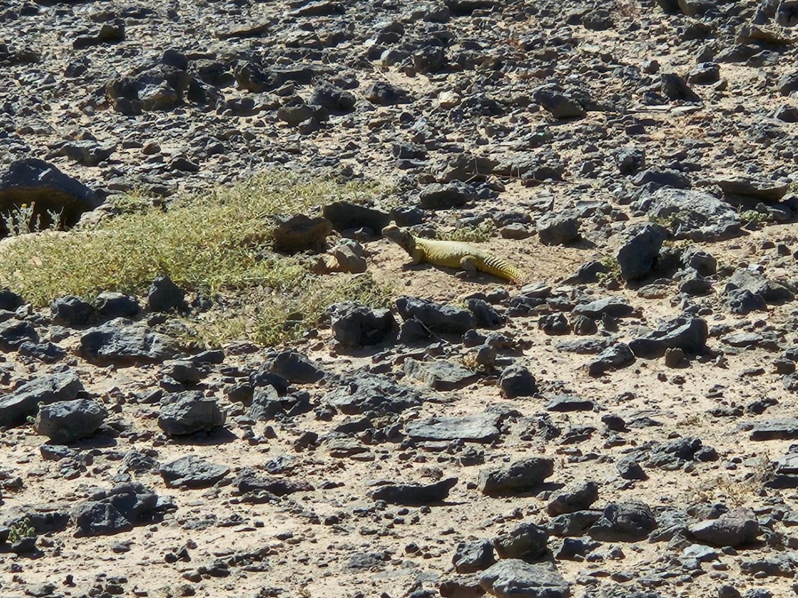 Bivouac Cote-Iriki Otel Foum Zguid Dış mekan fotoğraf