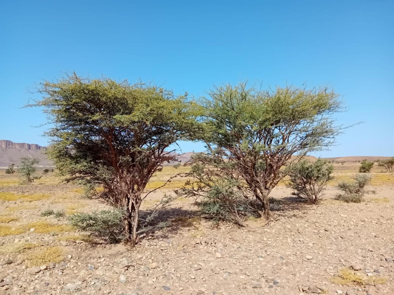 Bivouac Cote-Iriki Otel Foum Zguid Dış mekan fotoğraf